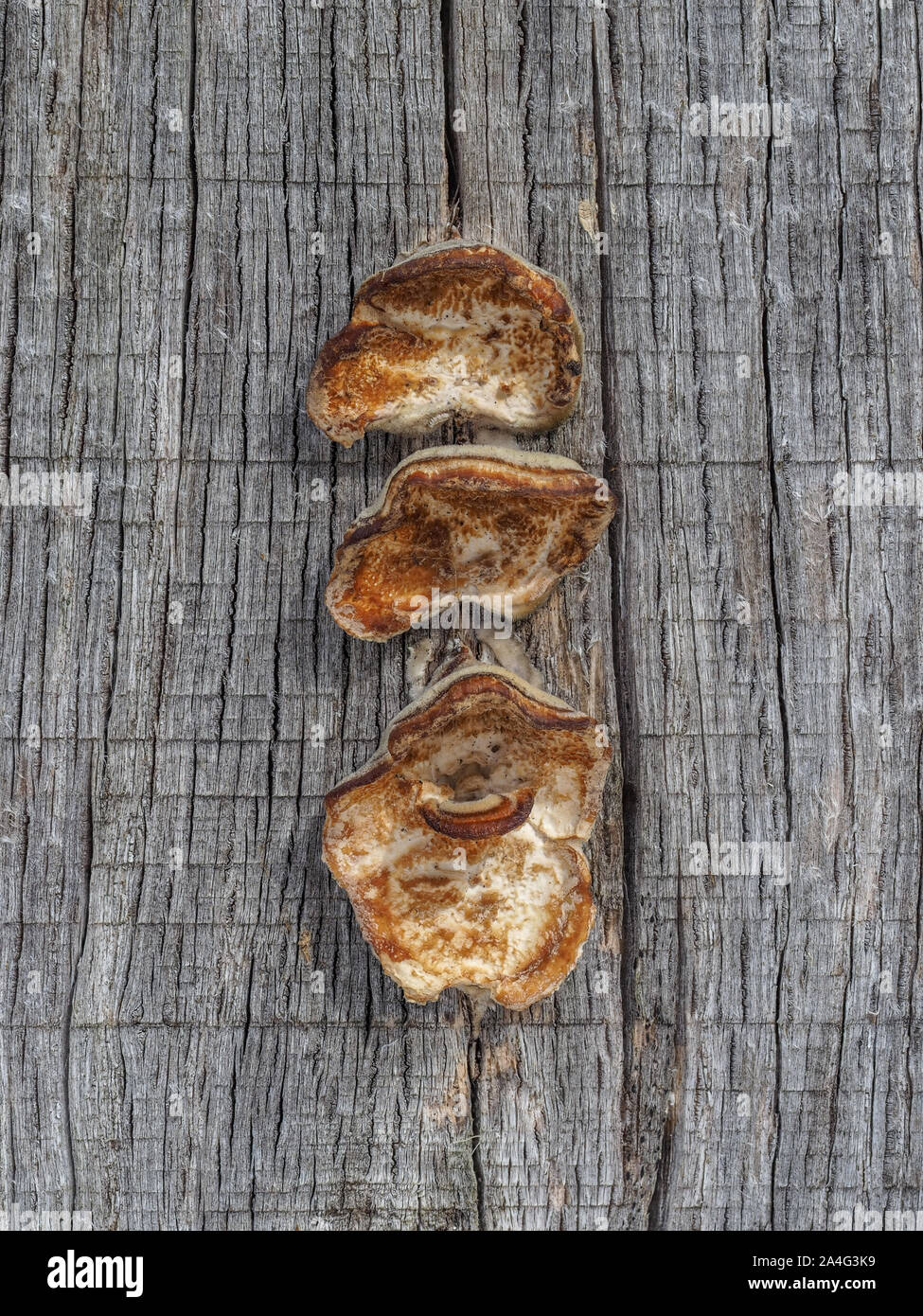Eine Nahaufnahme Detail von drei Trio in eine vertikale Reihe jungen neuen braunen Türkei Schwanz Trametes Versicolor auf ein Hartholz Holz Garten sleeper anmelden Stockfoto