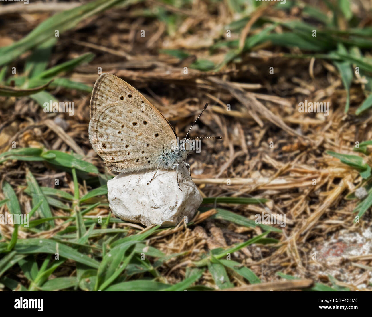 Kleine afrikanische Gras oder Rußigen Blauer Schmetterling im September in Andalusien. Stockfoto