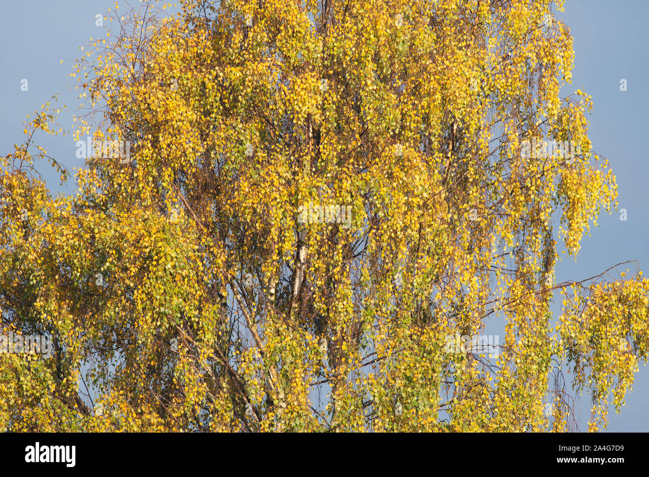 Silber Birke - Betula pendula - im Herbst, Schottland, Großbritannien Stockfoto