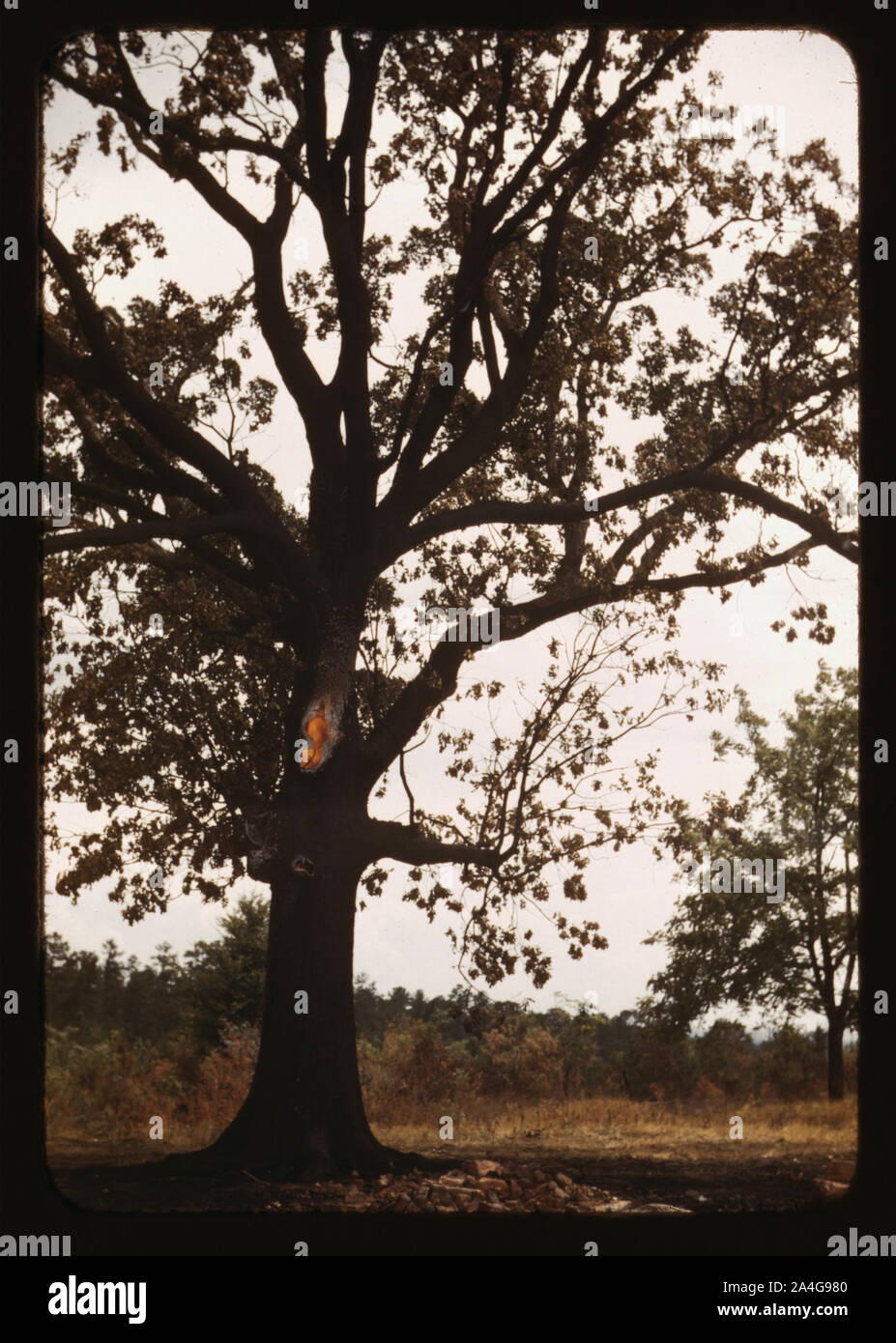 Baum in einer ländlichen Gegend Stockfoto