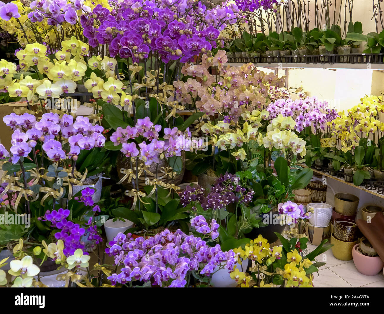 Orchideen im Fa Yuen Blumenmarkt in Hongkong Stockfoto
