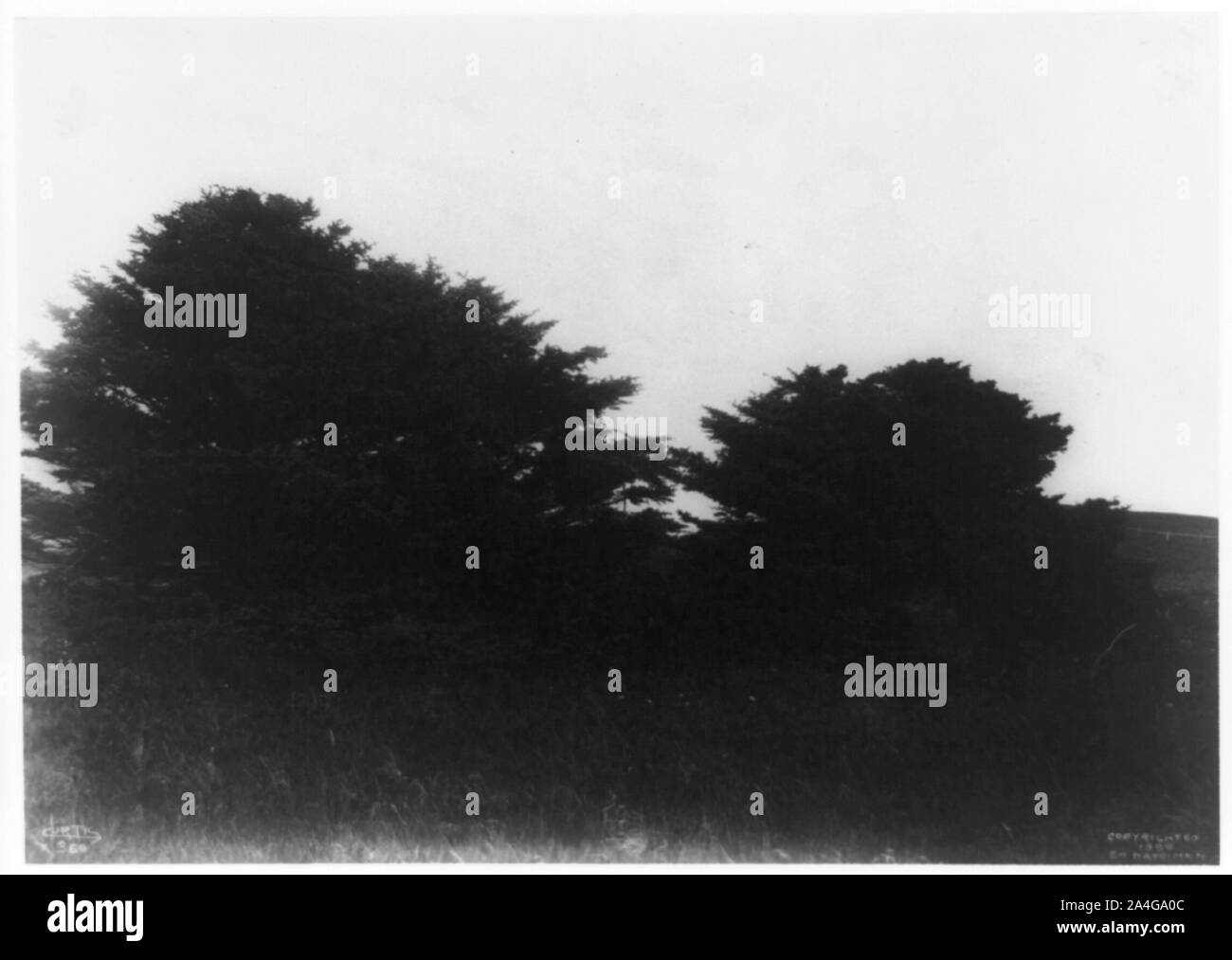 Bäume in der Landschaft, während der harriman Alaska Expedition von 1899 getroffen Stockfoto