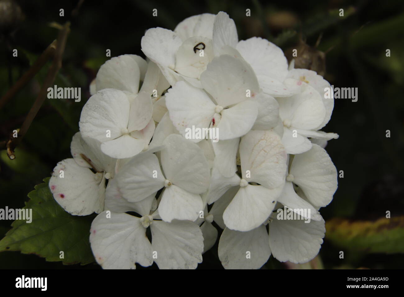 Wunderschöne Hortensienblüten im Herbst Stockfoto