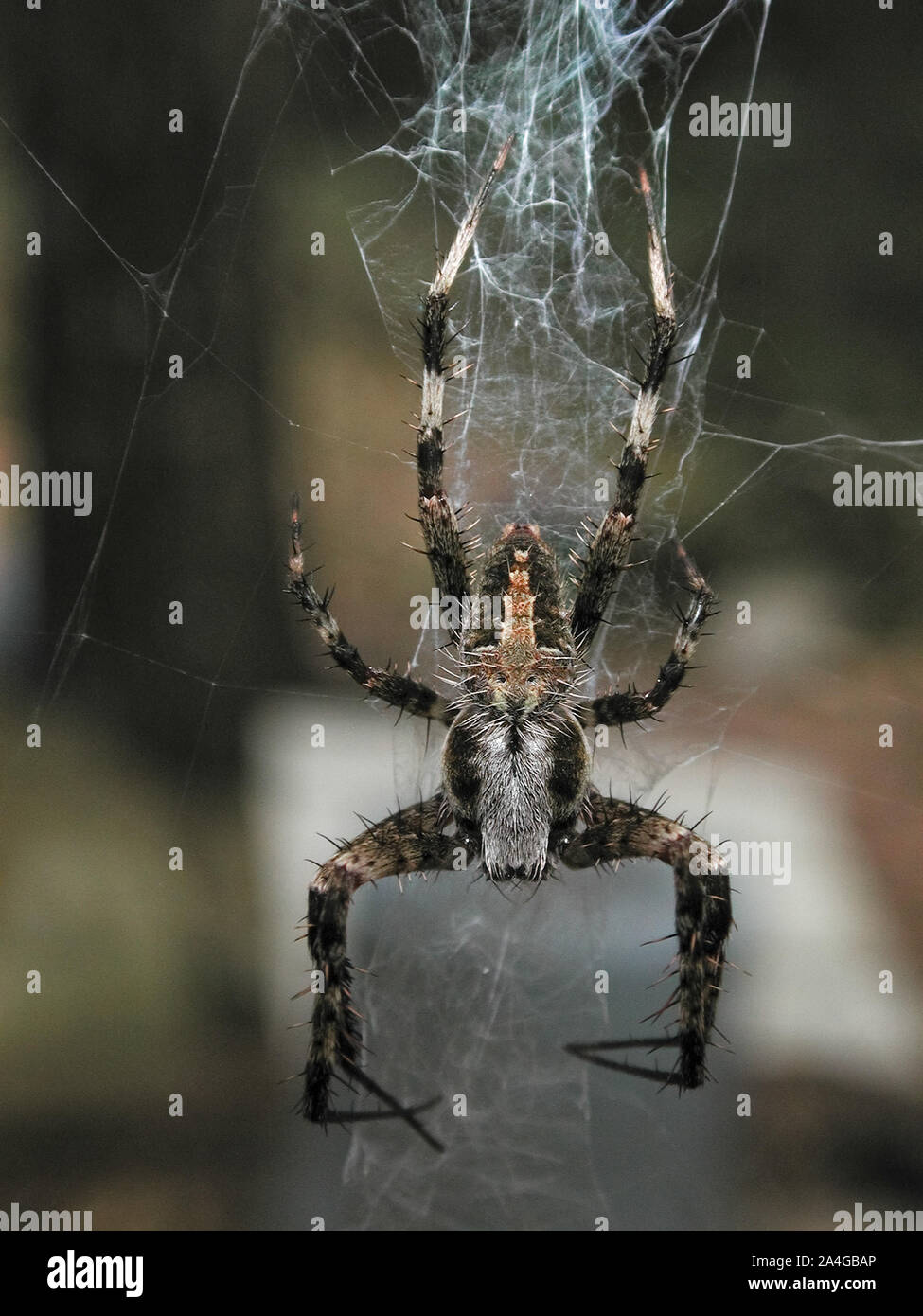 Große Große haarige Beschmutzt orbweaver Spider-arachnid outdoor web Natur Ft. Weiß Florida Stockfoto