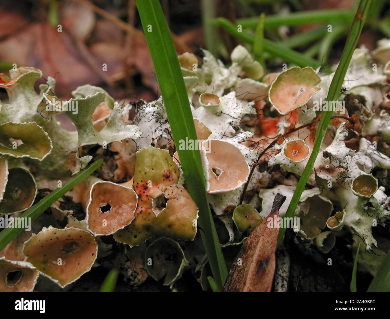 Symbiose Von Pilzen Und Algen www.alamy.de