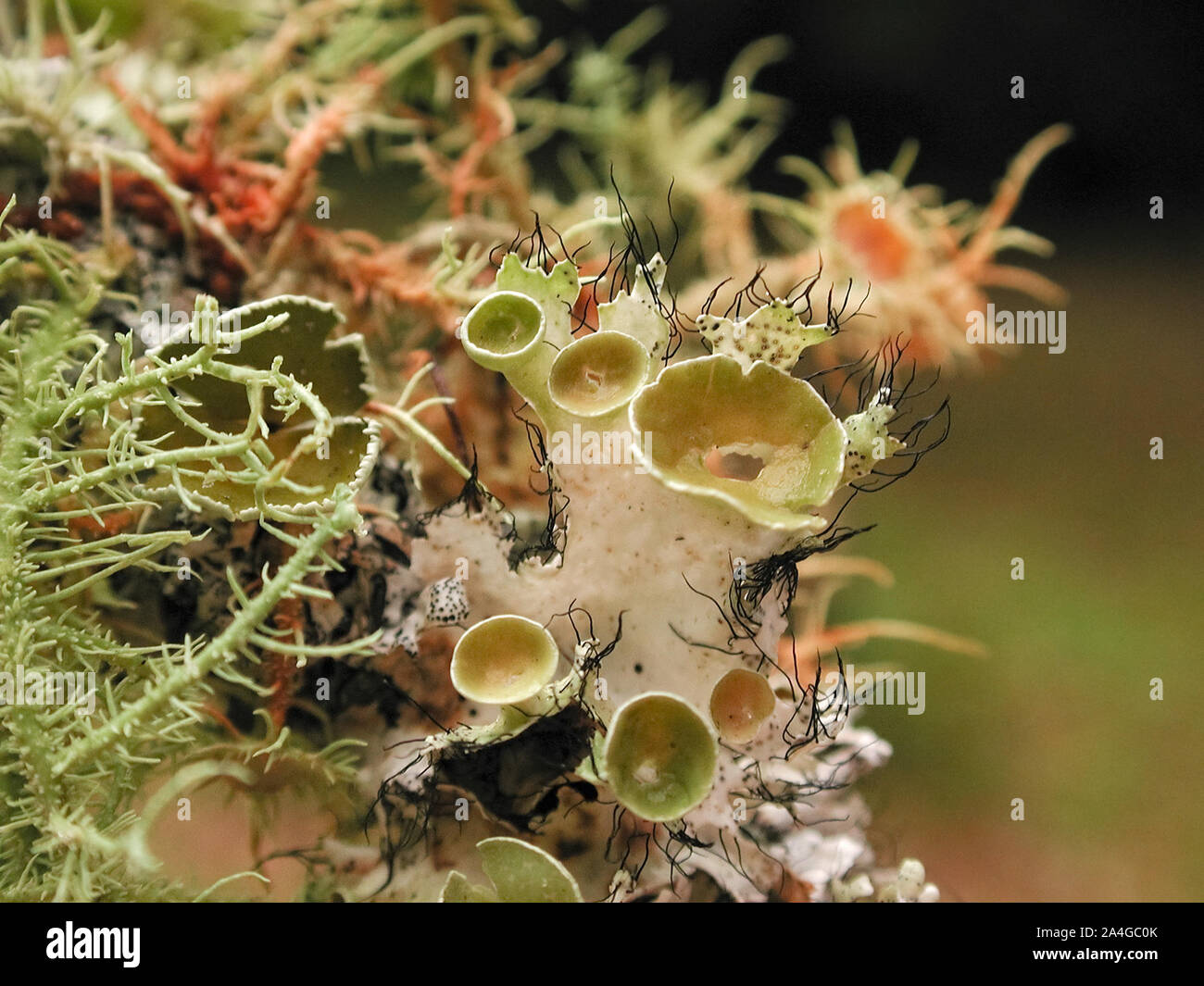 Flechten auf einem Ast in einer symbiotischen Beziehung mit verschiedenen Pilzen und Algen. Stockfoto