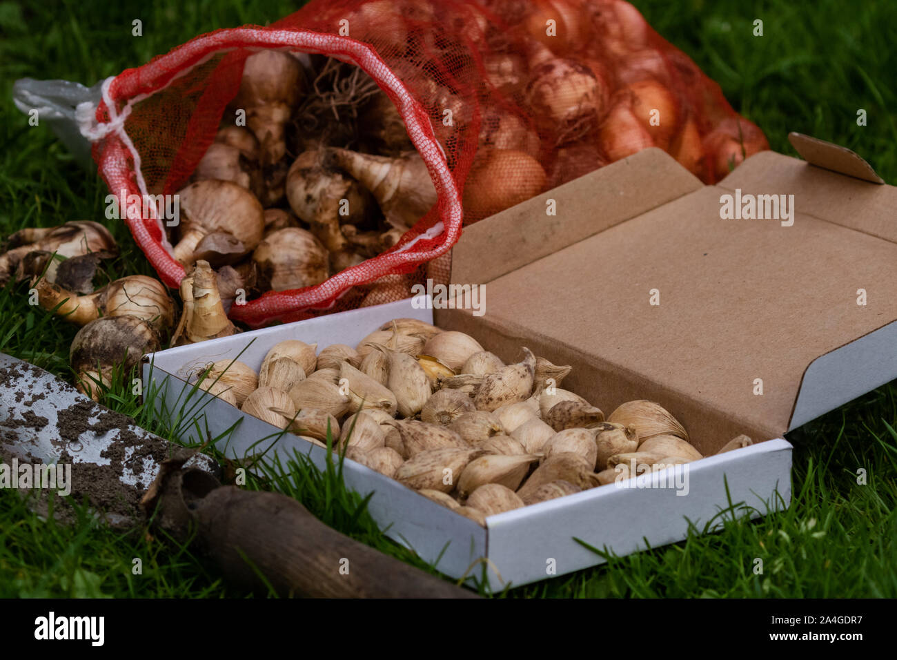 Eine Sammlung von Frühling Birnen für Einpflanzen bereit. Stockfoto