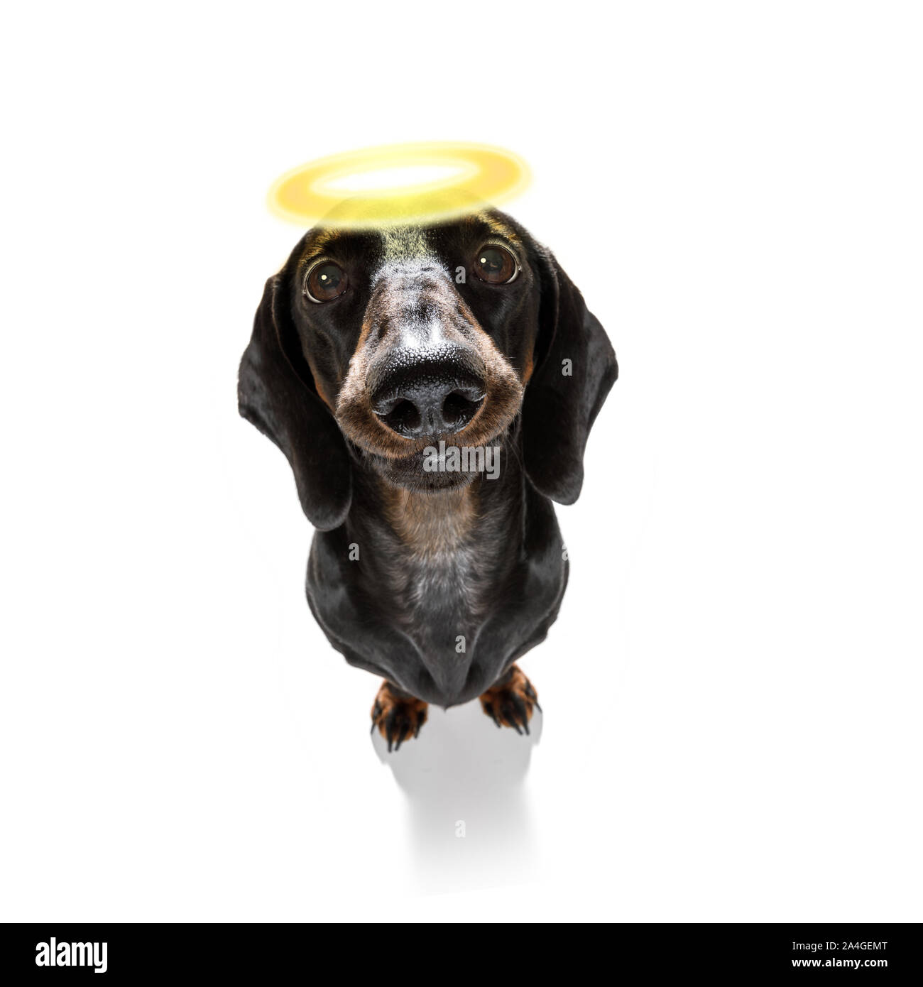 Dackel wurst Hund mit schlechtes Gewissen mit Angel Halo auf dem Kopf, auf weißem Hintergrund Stockfoto