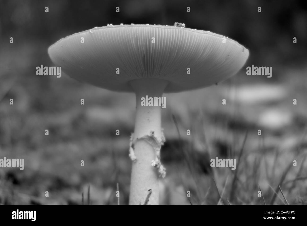 Pilze in der herbstlichen Natur des Landkreises Emsland im Nordwesten von Deutschland Stockfoto