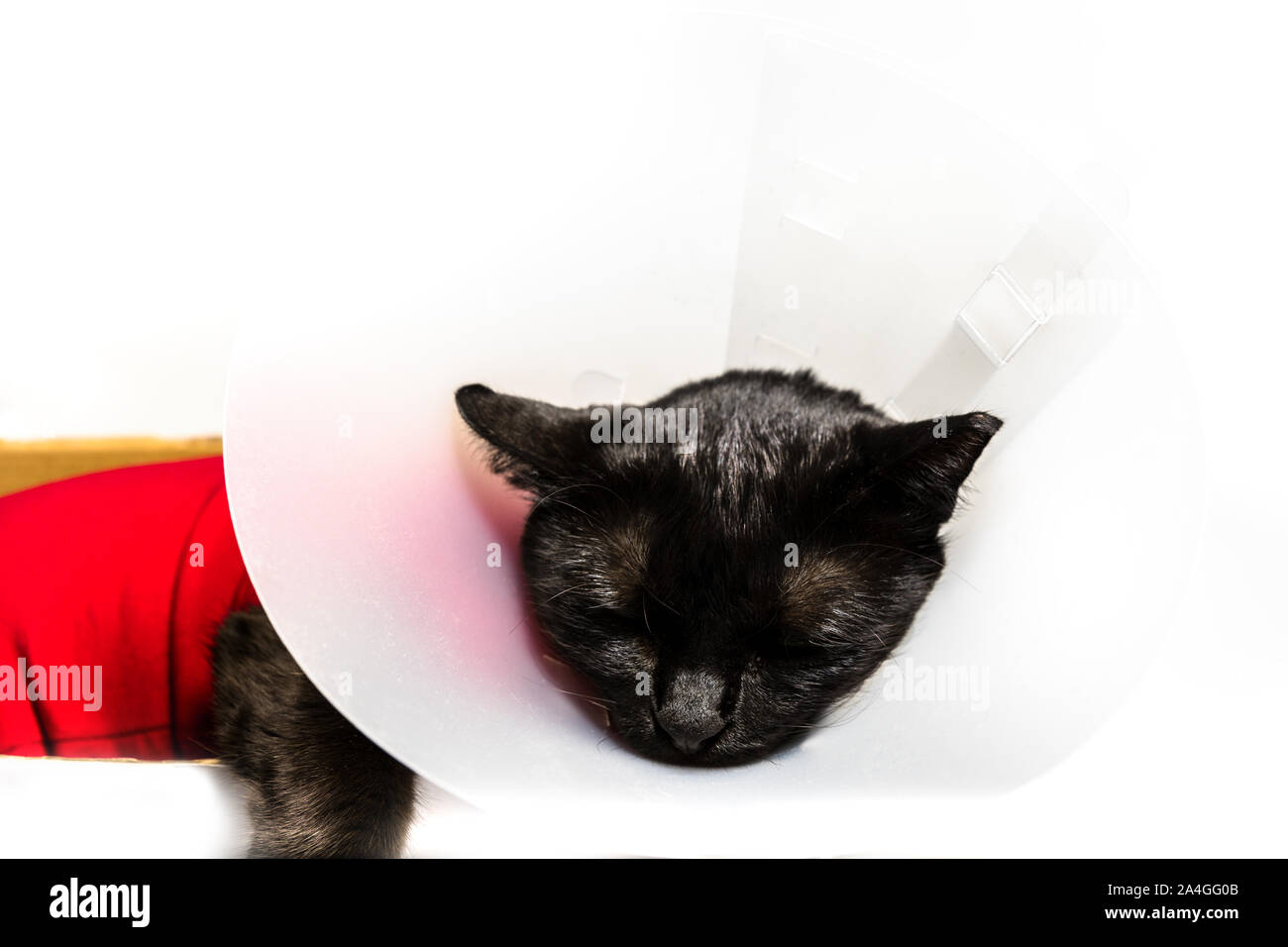 Nahaufnahme von schwarze Katze mit Halskragen, E-Kragen, Buster Kragen oder pet-Kegel auf weißem Hintergrund. Konzept Krankheit und tierärztlichen Klinik Stockfoto