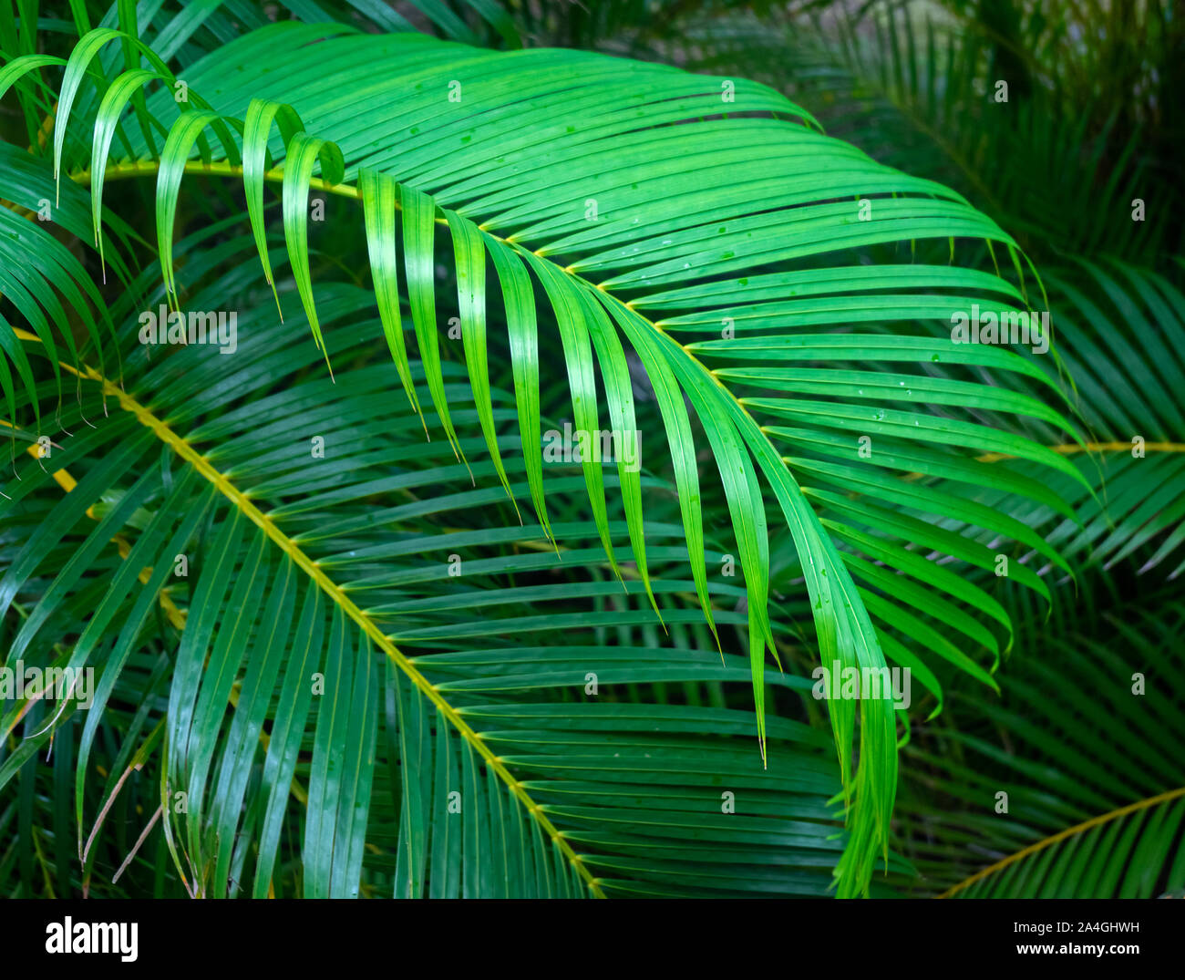 Grüne Palmenblättern und Wedel Hintergrund Stockfoto