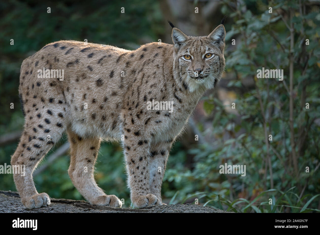 Nahaufnahme von Eurasien lynx stehen im Wald Stockfoto
