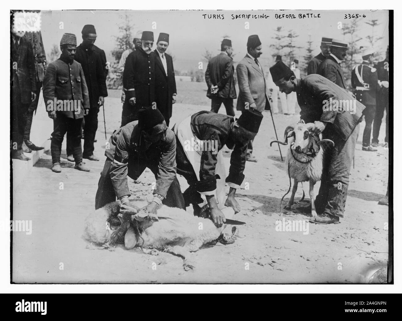 Türken vor der Schlacht zu opfern Stockfoto