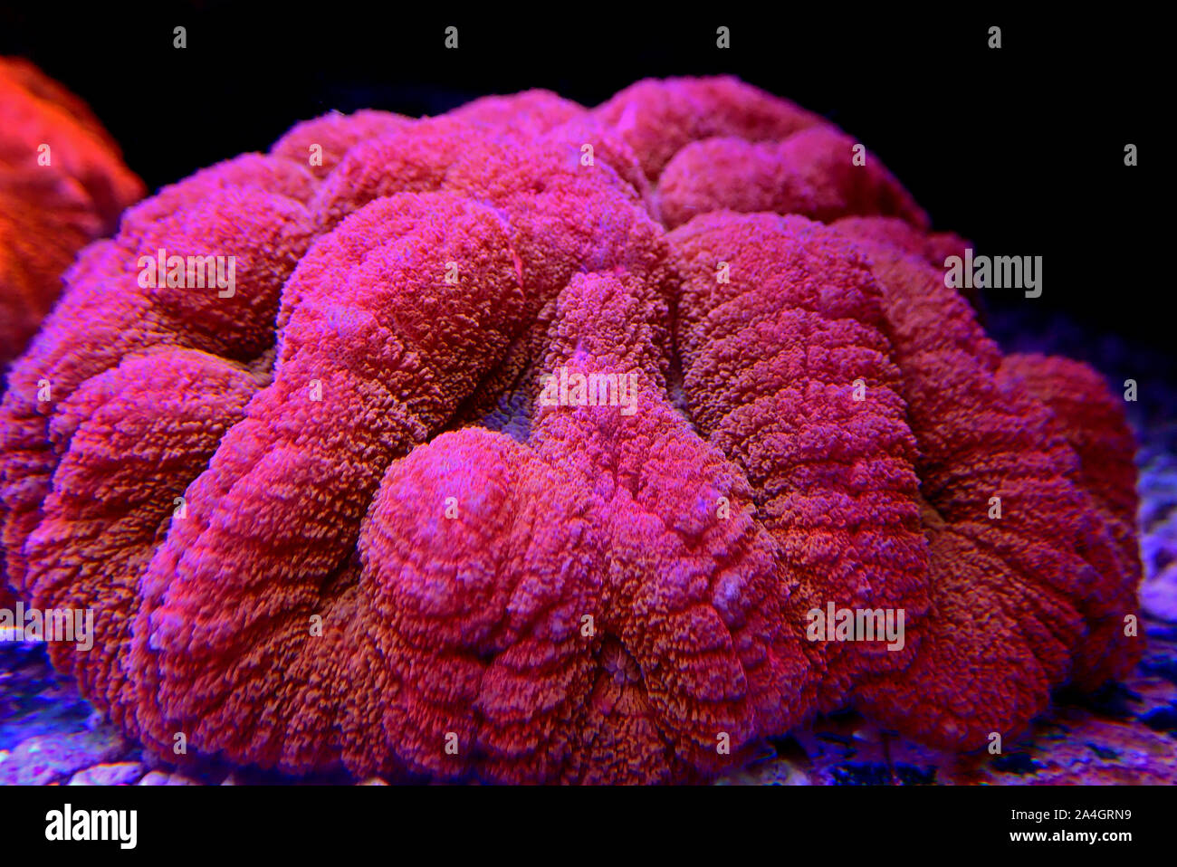 Rote Koralle - Lobophyllia Lobophyllia hemprichii Gehirn Stockfoto