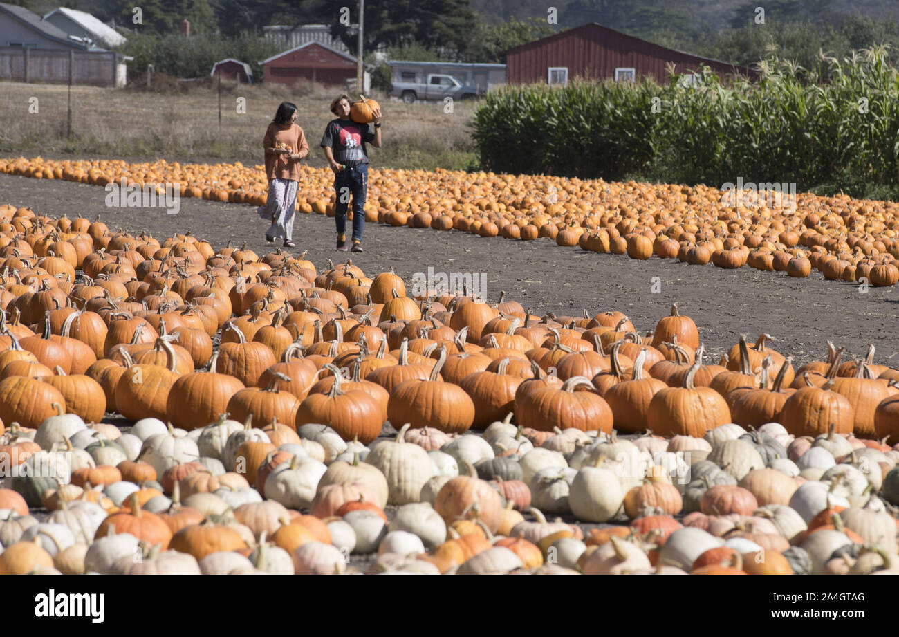 Half Moon Bay, USA. 14 Okt, 2019. Käufer suchen Kürbisse zu einem farrm nach dem 48. jährlichen Kürbis wiegen - weg in Half Moon Bay, Kalifornien am Montag, 14. Oktober 2019. Die diesjährige Veranstaltung sah zwei Kürbisse überstieg die eine Tonne Mark mit der ureno der Gewinner. Foto von Terry Schmitt/UPI Quelle: UPI/Alamy leben Nachrichten Stockfoto