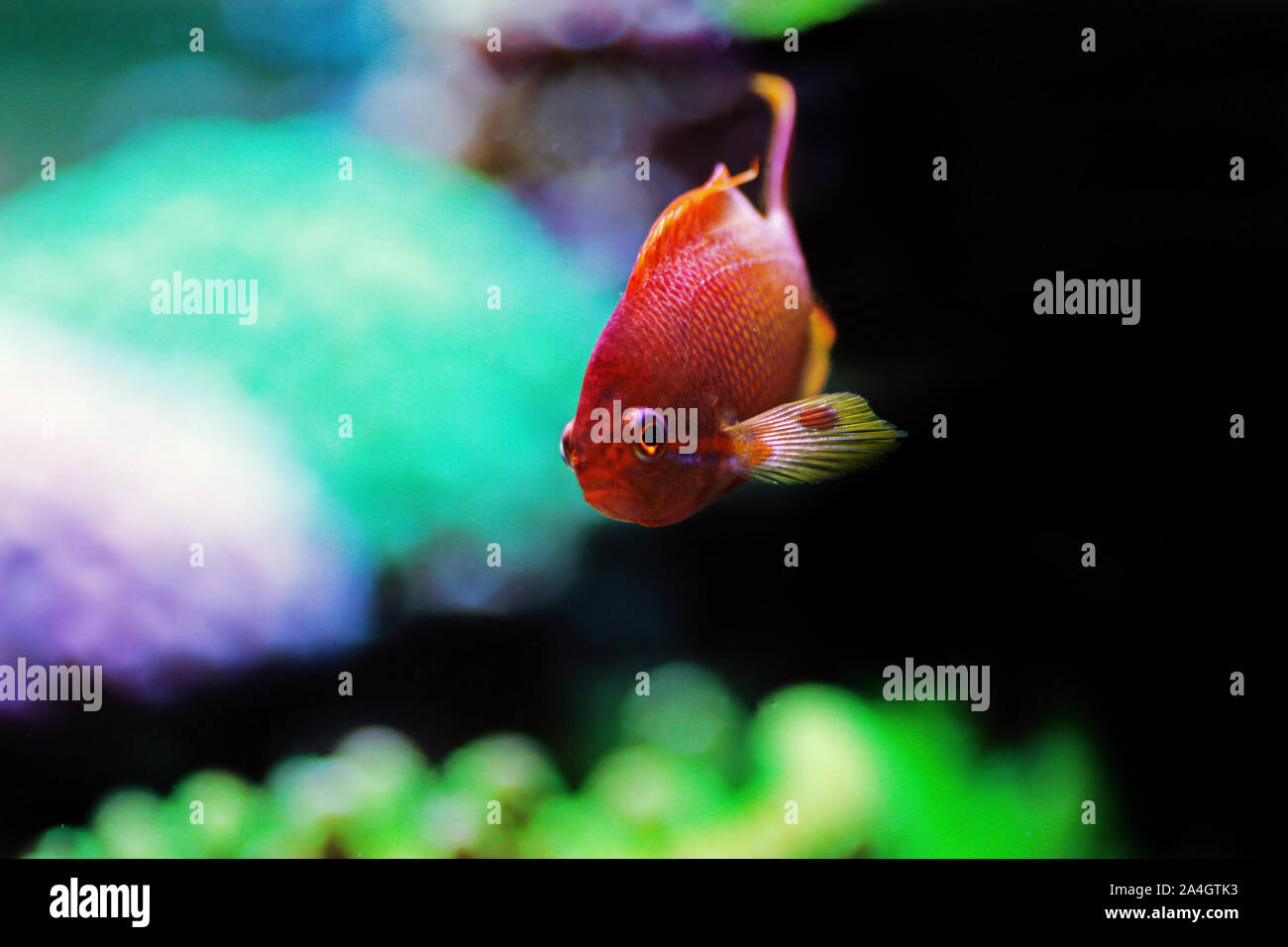 Männliche lyretail Anthias Pseudanthias squamipinnis - () Stockfoto