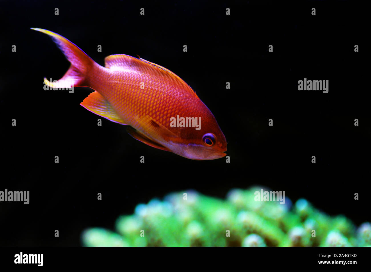 Männliche lyretail Anthias Pseudanthias squamipinnis - () Stockfoto