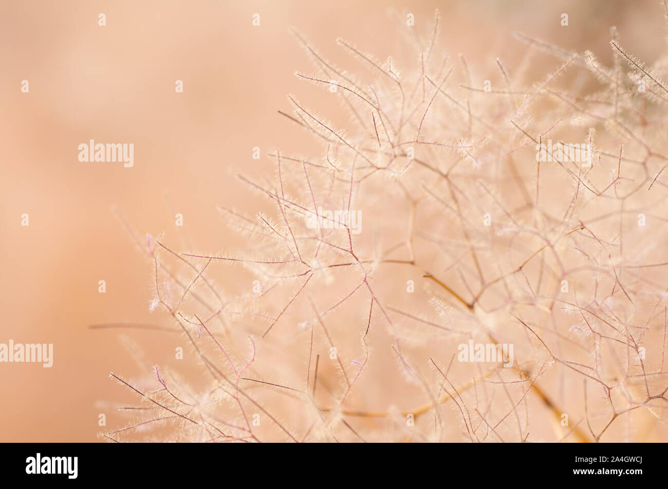 Europäischen smoketree Blüten. Rhus Cotinus Cotinus Coggygria oder Pflanze mit Blüten. Skumpiya gerben Blüten. Stockfoto