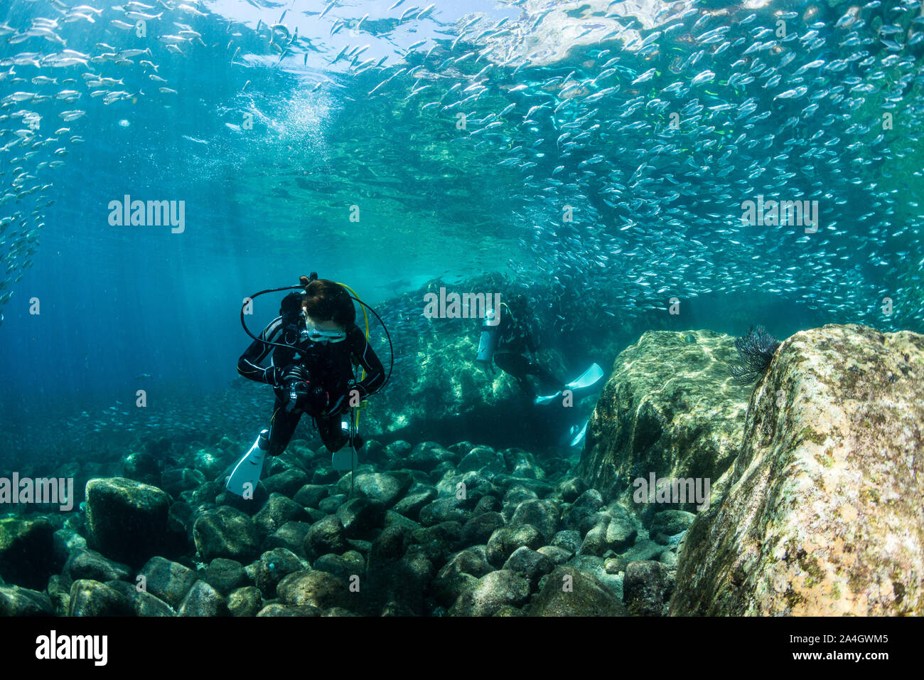 Ein Scuba Diver prüft Ihre Kamera auf der Los Islotes Seelöwenkolonie in der Nähe von La Paz, Mexiko. Stockfoto