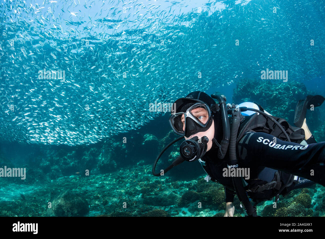 Eine Tauchen Unterwasser Fotograf nimmt eine selfie vor einem massiven Schule der Köderfische bei Los Islotes, Mexiko. Stockfoto