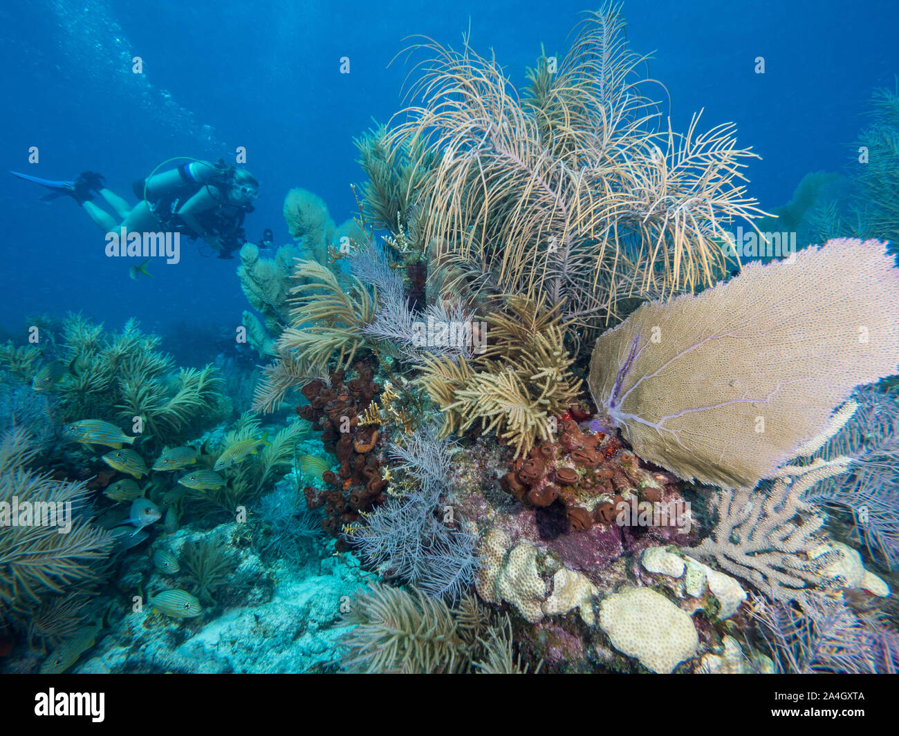 Ein Scuba Diver schwimmt über einen schönen blühenden Unterwasser-riff Szene vor der Küste von Key Largo, Florida. Stockfoto