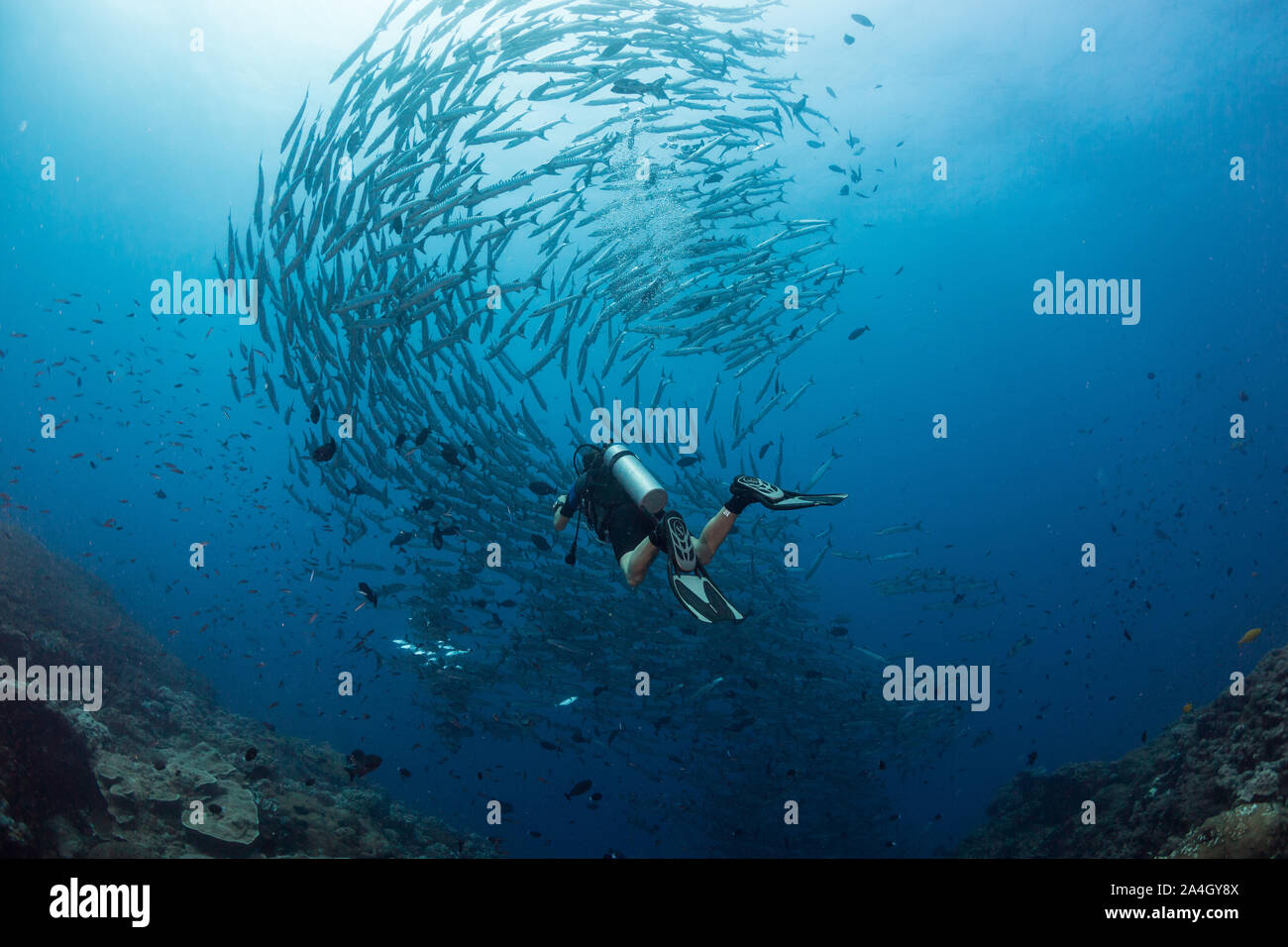 Ein Scuba Diver bewundert eine große Schule von blackfin Barracuda beim Tauchen ein seamount in der Nähe von Kimbe Bay, Papua Neu Guinea. Stockfoto