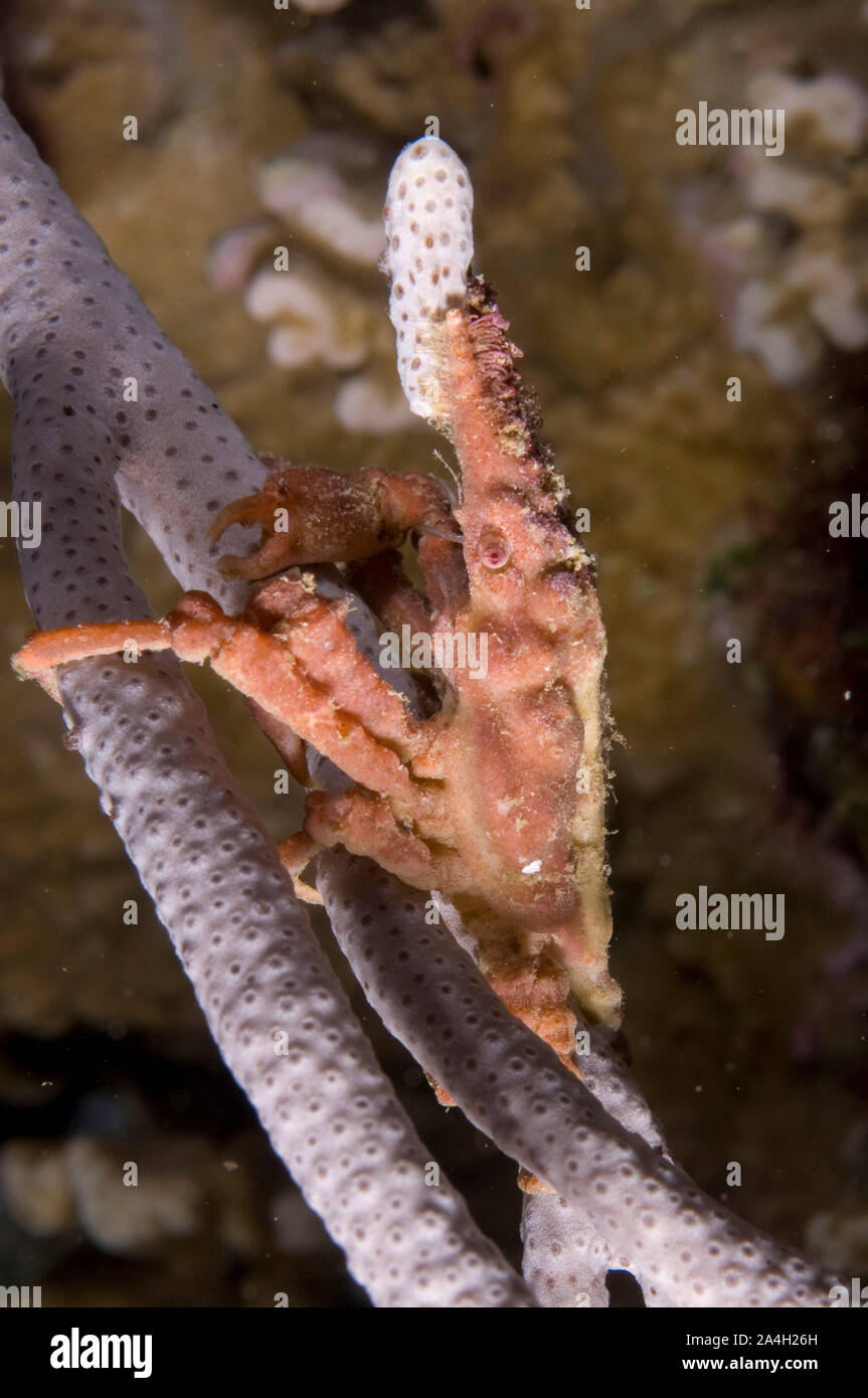 Dekorateur, Krebs, Decapoda, Flying Fish Cove Beach Dive Site, Christmas Island, Australien, Indischer Ozean Stockfoto