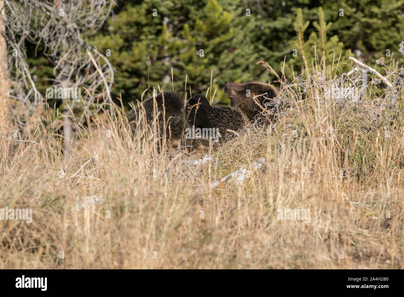 Grizzly Bär im Grand Teton National Park, Wyoming Stockfoto