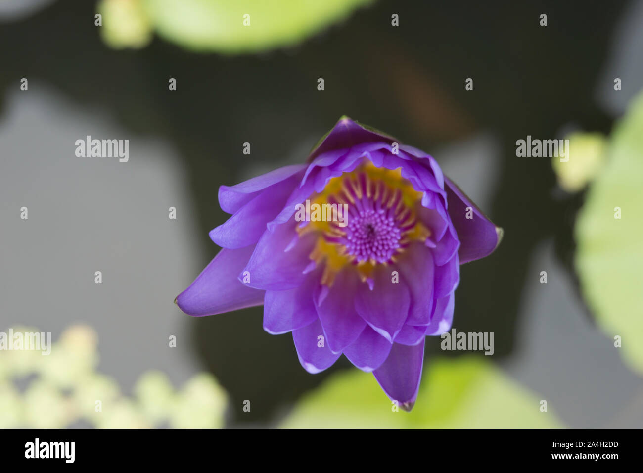 Blooming Lotus Blumen und Bienen Pollen sammeln von Nektar. Stockfoto