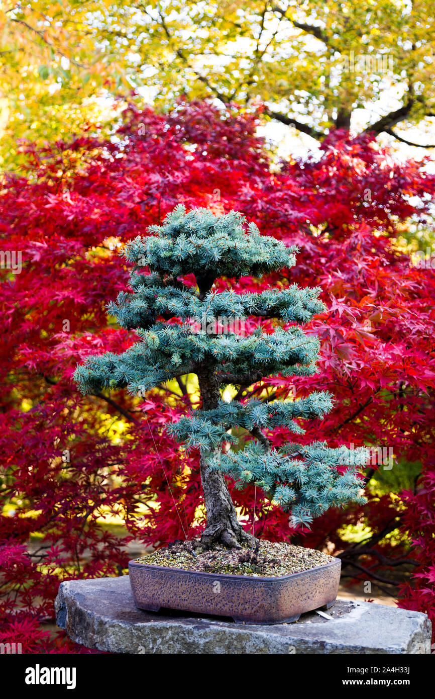 Japonska zahrada, Botanicka Zahrada, Troja, Praha, Ceska Republika/Japanischer Garten, Prag, Tschechische Republik Stockfoto