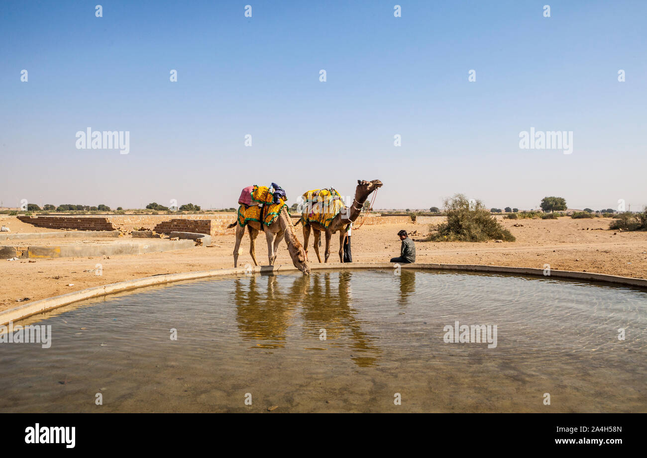 Kamele in etwas Wasser in einem kleinen Dorf (Kanoi) in die Wüste Thar der westlichen Rajasthan, Indien. Stockfoto