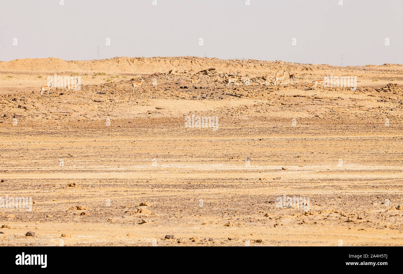 Eine Herde von chinkara oder indische Gazelle in der felsigen Landschaft der Wüste Thar, Rajasthan, Indien verstecken. Stockfoto