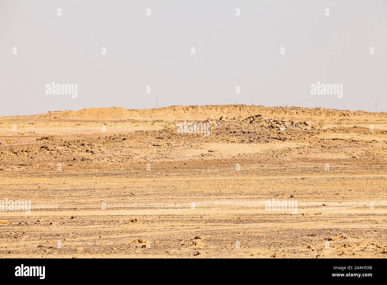 Eine Herde von chinkara oder indische Gazelle in der felsigen Landschaft der Wüste Thar, Rajasthan, Indien verstecken. Stockfoto