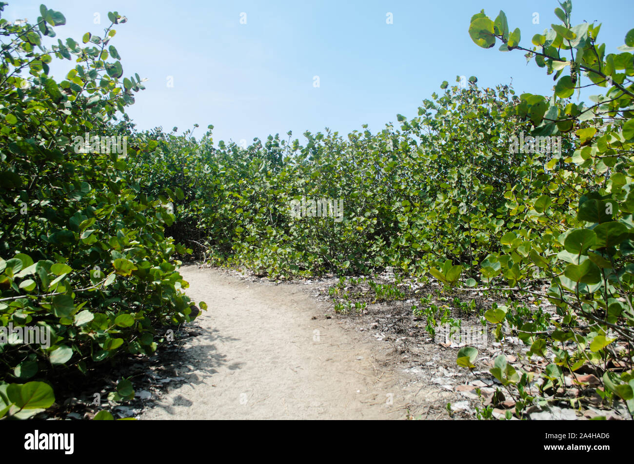 Landschaft in den Tayrona Nationalpark, einem geschützten Bereich in Magdalena Abteilung auf der karibischen Seite von Kolumbien entfernt Stockfoto