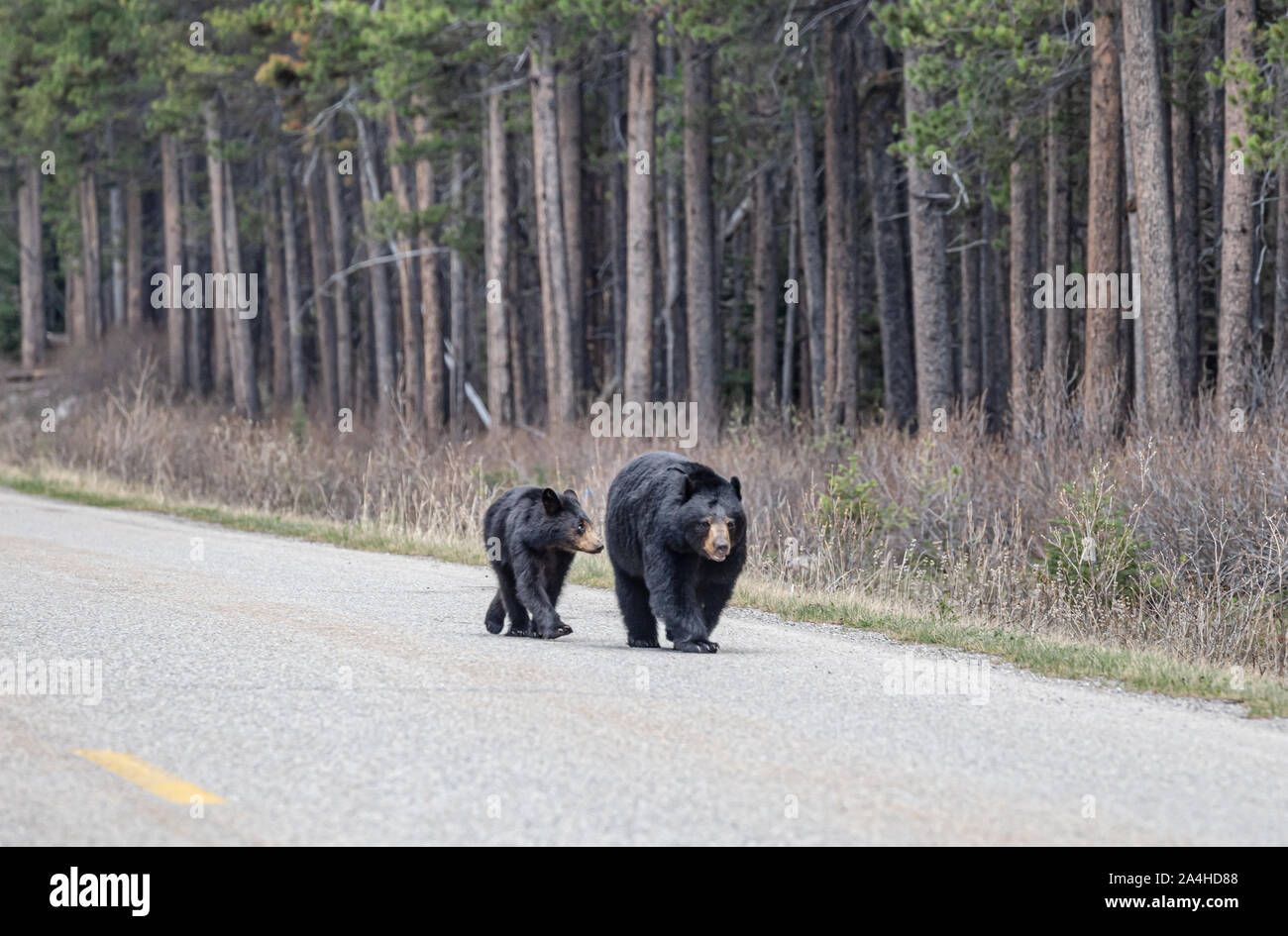 Mutter und Baby Bär zu Fuß die Straße runter auf den Bow Valley Parkway in Banff, Kanada Stockfoto
