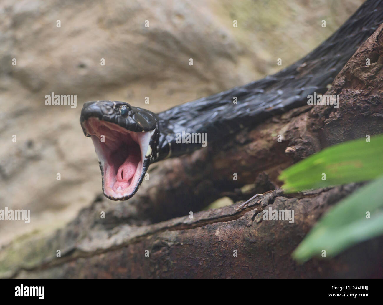 Ecuador Sipo (hironius grandisquamis), Amazonas, Ecuador Stockfoto