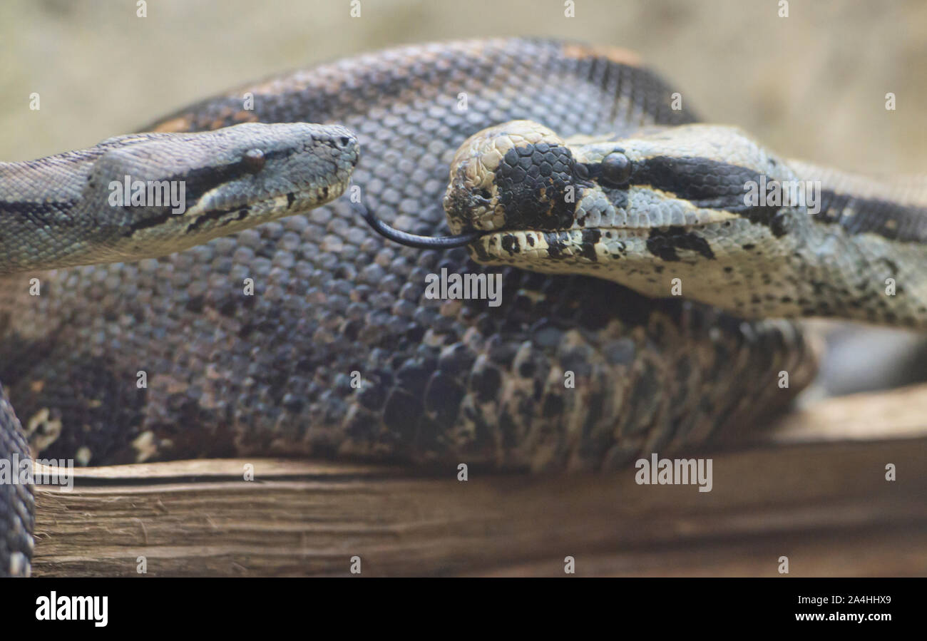 Küssen Boa constrictor, Ecuador Stockfoto