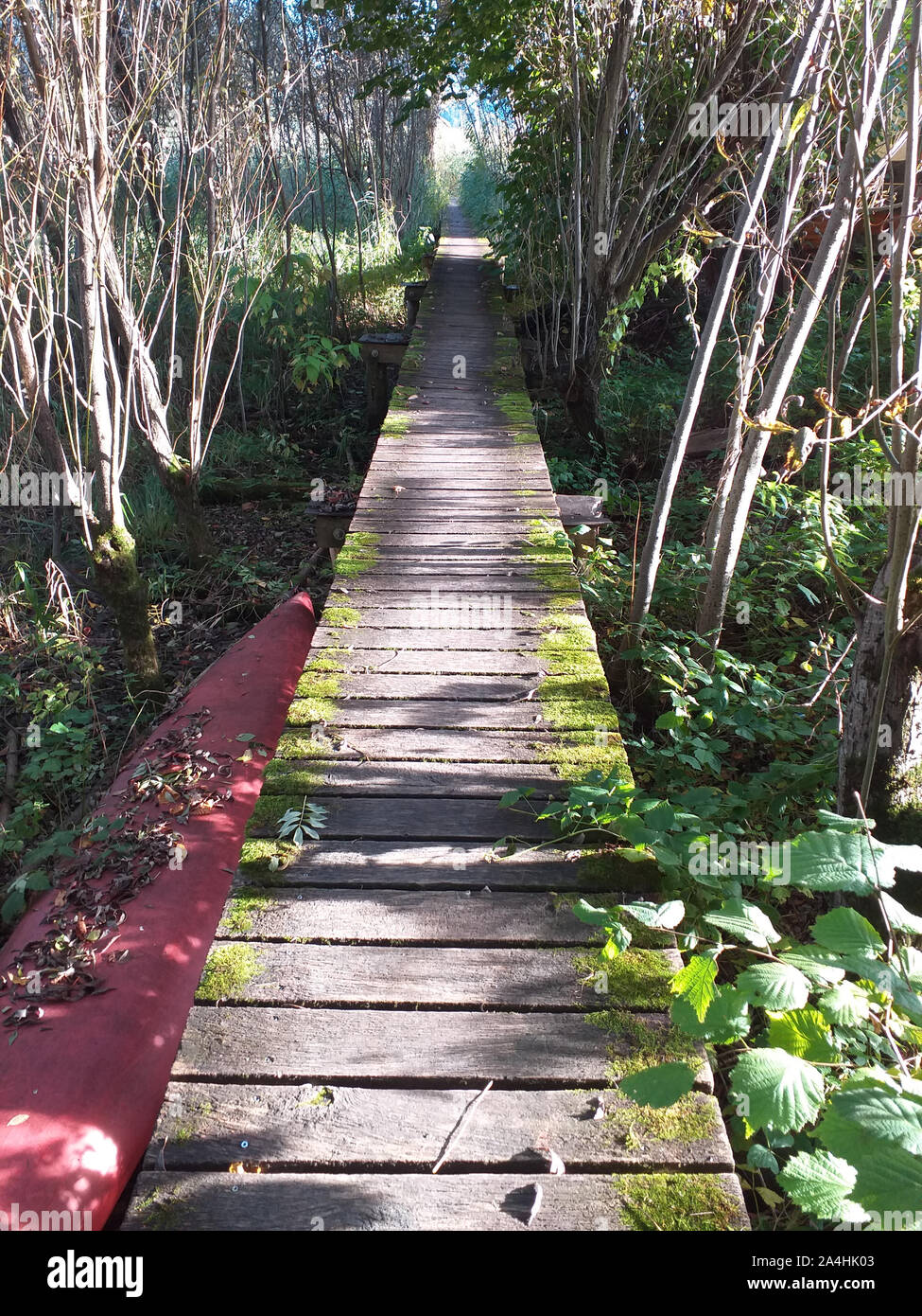Holz- Pfad, das wie eine ehemalige Brücke zu einem Fluchtpunkt im Herbst Wald. Stockfoto