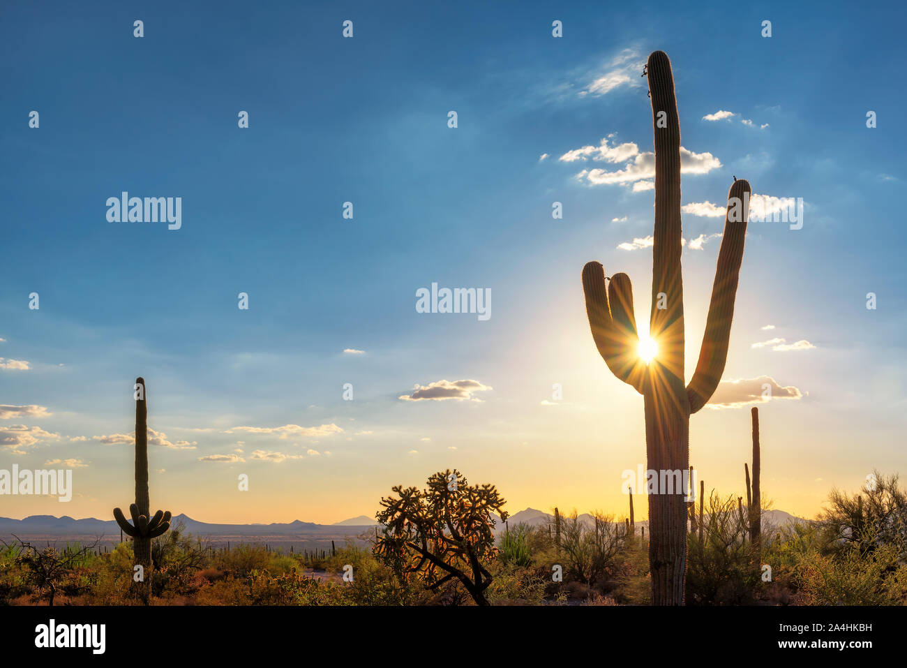 Gigantischen Saguaro Kaktus bei Sonnenuntergang in der Sonora-wüste, Phoenix, Arizona. Stockfoto