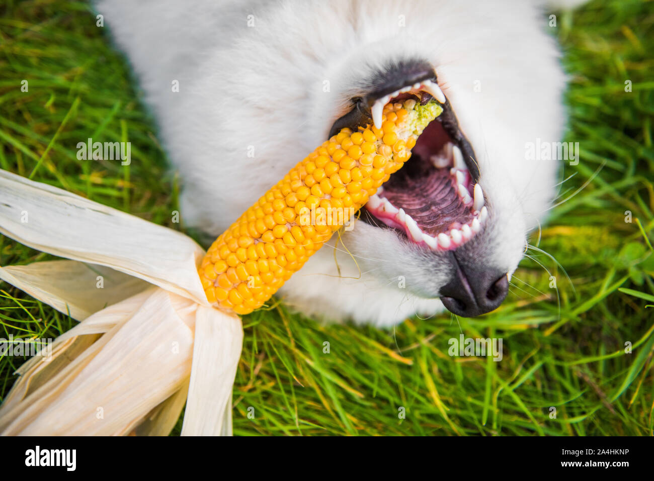 Weiße Samojeden Hund frisst seine Mais Stockfotografie - Alamy