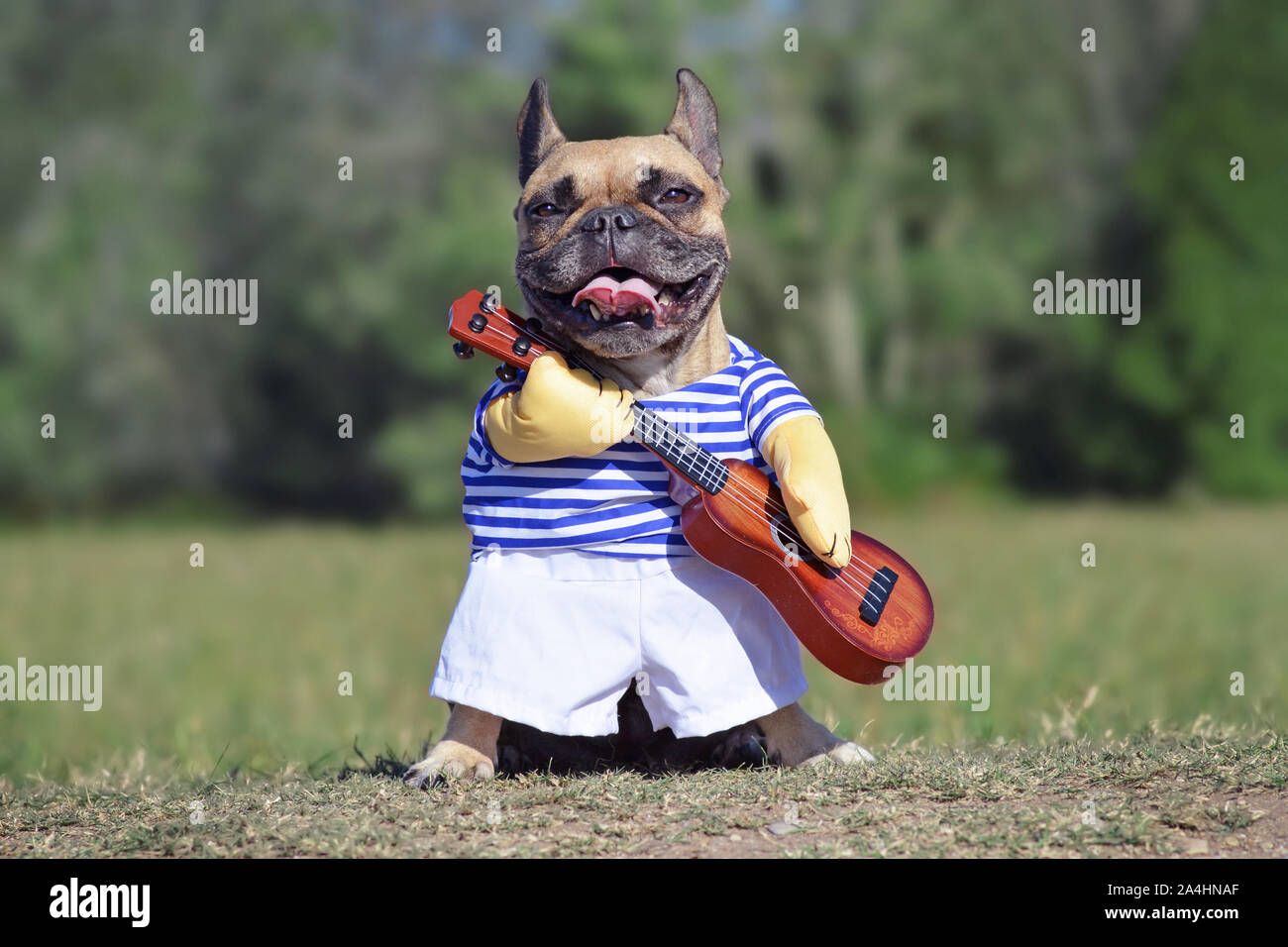 Lustig Lachen Franzosische Bulldogge Hund Verkleidet Als Musiker Ein Kostum Tragt Mit Gestreiftem Hemd Und Gefalschte Waffen Im Besitz Einer Gitarre Stockfotografie Alamy