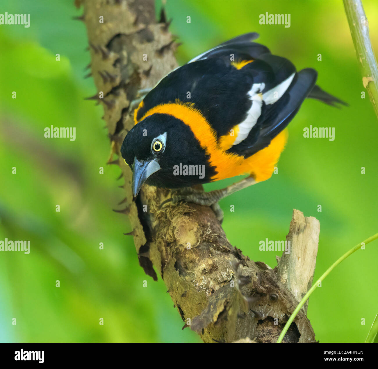 Die Venezolanische troupial (Ikterus Ikterus) auf der Suche nach Insekten unter der Rinde Stockfoto