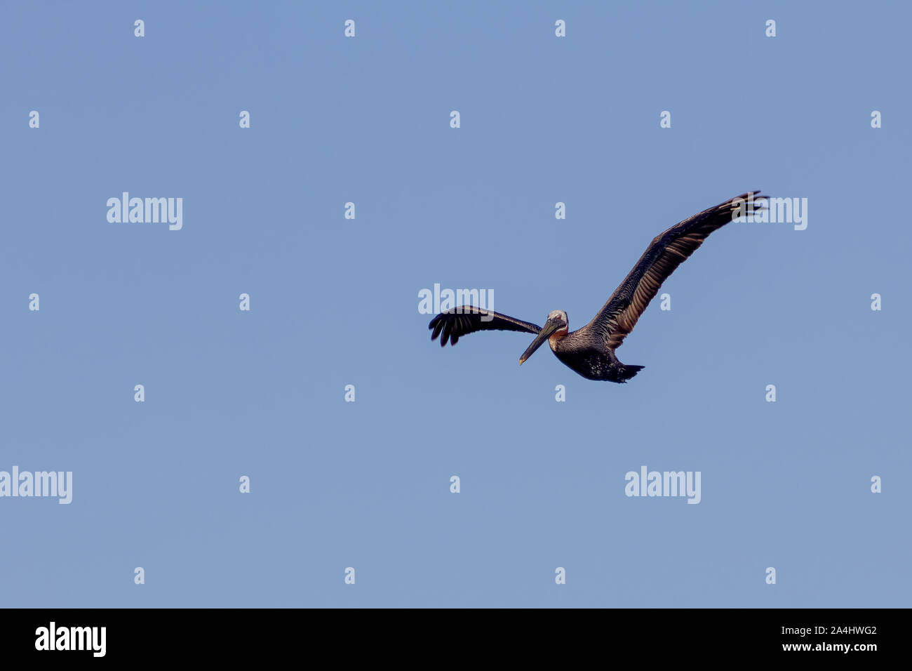 Flying Brauner Pelikan, Pelecanus occidentalis, mit ausgebreiteten Flügeln vor dem Hintergrund des blauen Himmels in Jamaika Stockfoto