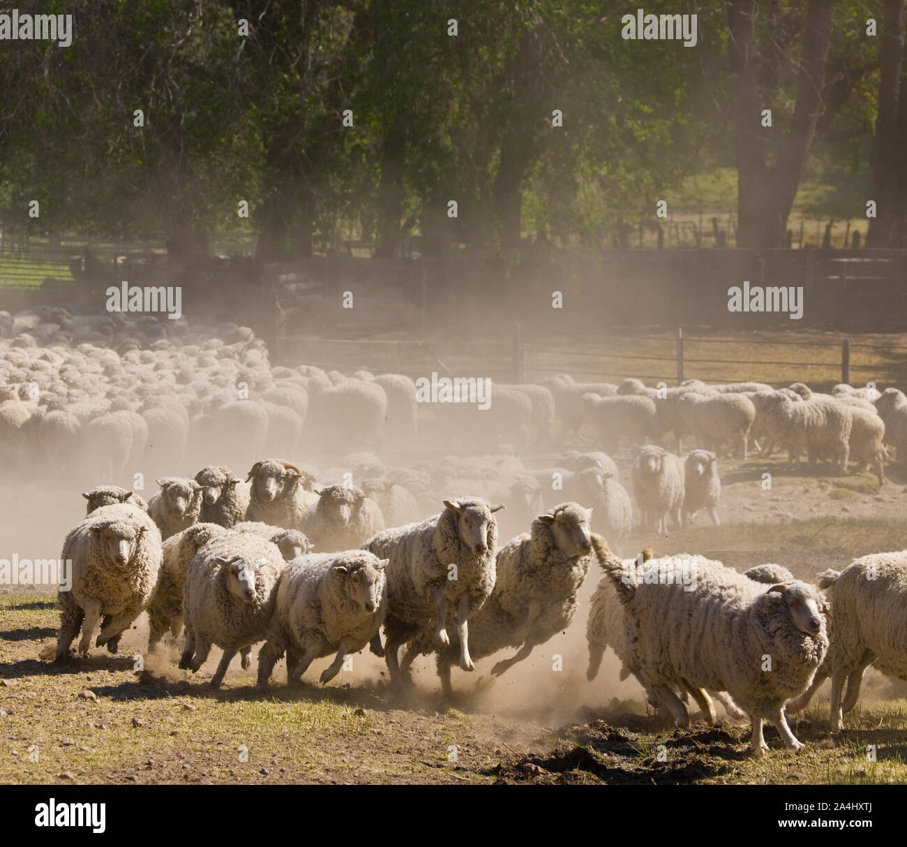 Estancia patagonica, Camarones, Patagonien, Argentinien Stockfoto