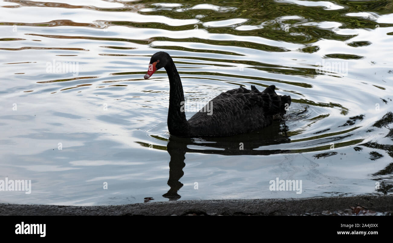 Schwarzer Schwan im Teich Stockfoto