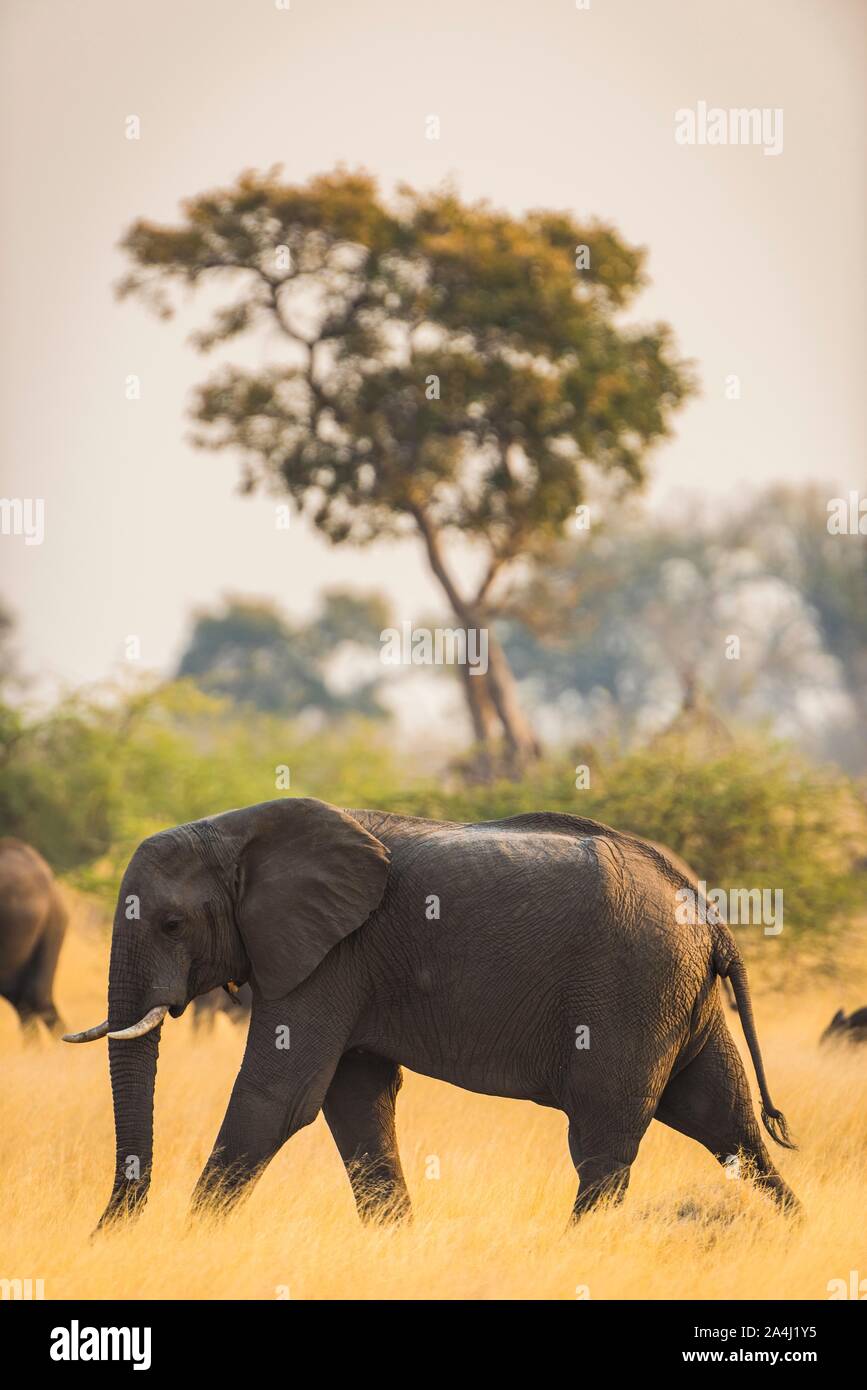 Afrikanischer Elefant (Loxodonta africana), läuft im Gras Savanne, Moremi Wildlife Reserve, Ngamiland, Botswana Stockfoto