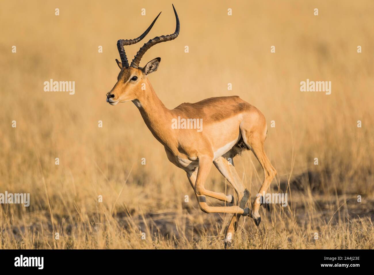 Impala (Aepyceros melampus), ram auf der Flucht, Moremi Wildlife Reserve, Ngamiland, Botswana Stockfoto