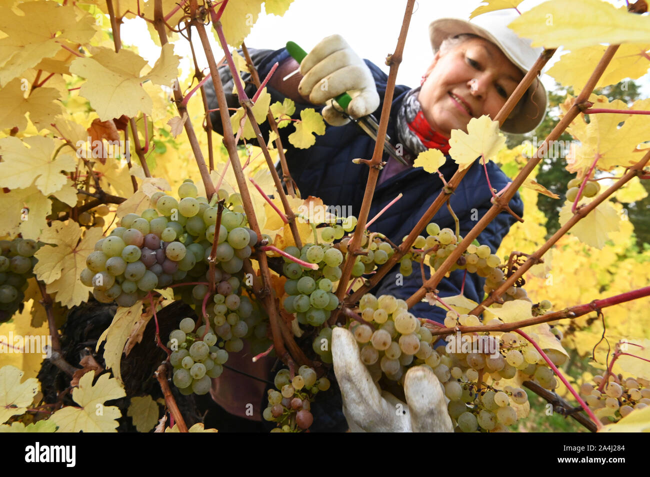 Felsberg, Deutschland. 15 Okt, 2019. Traubenerntemaschine Frieda Sterz  ernten Weintrauben an Böddiger Berg, dem nördlichsten Weinberg Hessens.  Nach einer Verschiebung wegen schlechten Wetters, der Weinlese auf der  nördlichste Weinberg Hessens heute ...