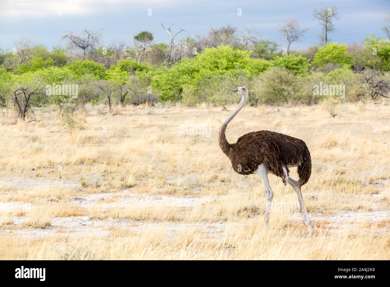 Weibliche Strauß zu Fuß durch die Savanne, Etosha, Namibia, Afrika Stockfoto