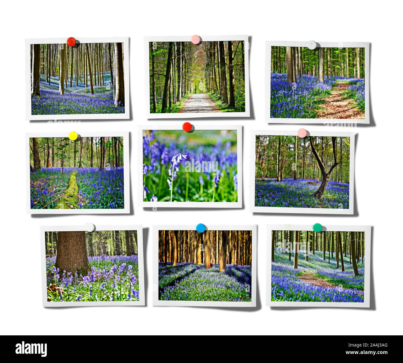 Instant Foto auf weißem Hintergrund und magische Morgen im Wald von Halle mit Bluebell Blumen, Halle, Belgien Stockfoto